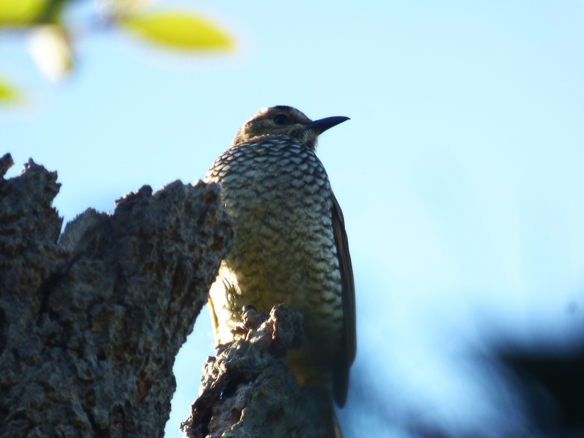 Regent Bowerbird - ML481376201