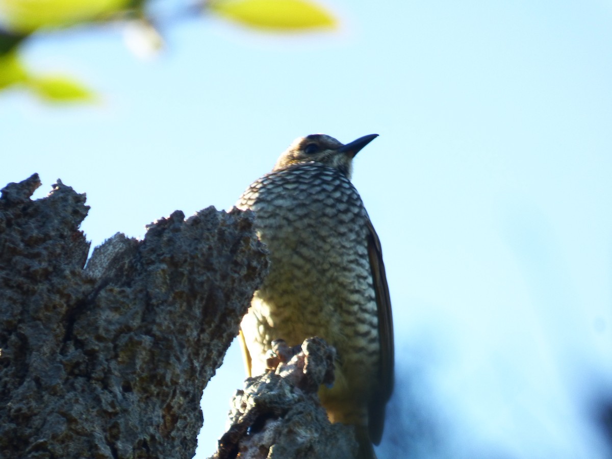 Regent Bowerbird - ML481376211