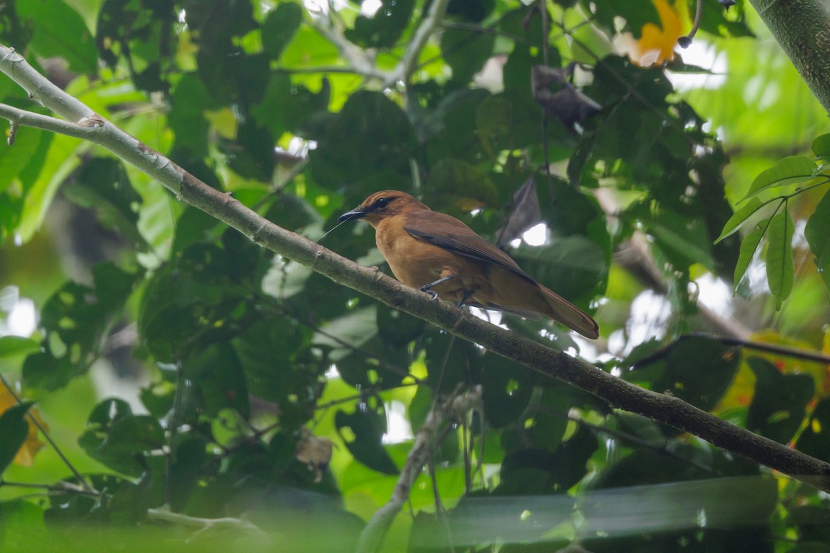 Black Cicadabird - Neil Broekhuizen