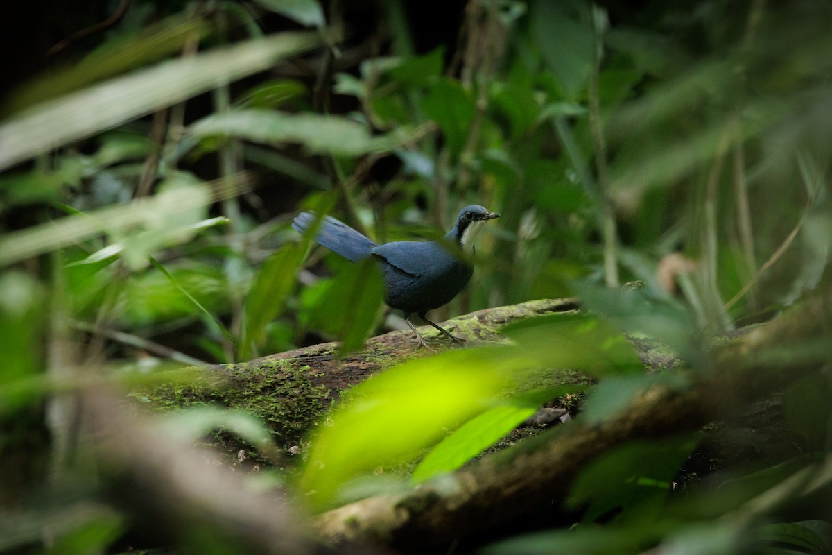 Blue Jewel-babbler - ML481377001