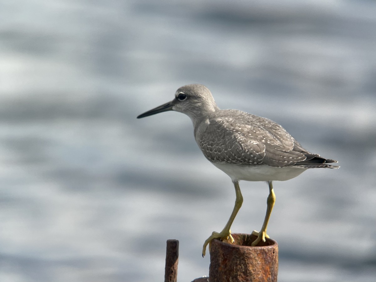 Gray-tailed Tattler - ML481377621