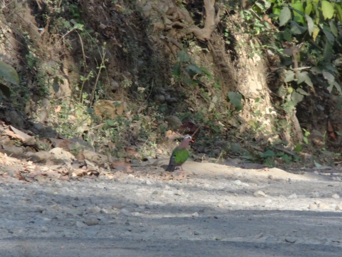 Asian Emerald Dove - ML481377751