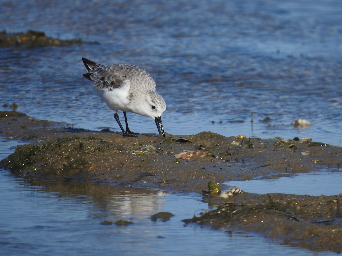 Sanderling - ML481377981