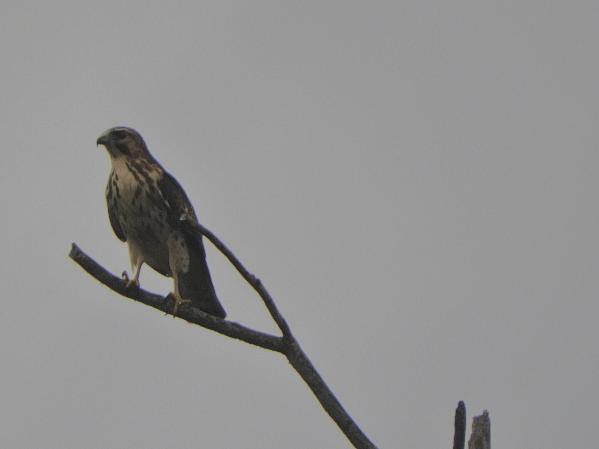 Broad-winged Hawk - ML481378811