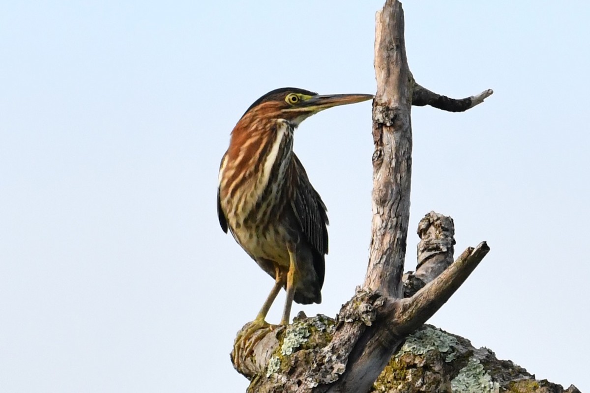Green Heron - ML481378871