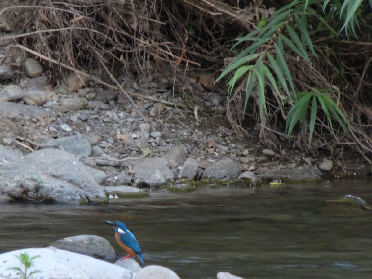 Common Kingfisher - ML481379261