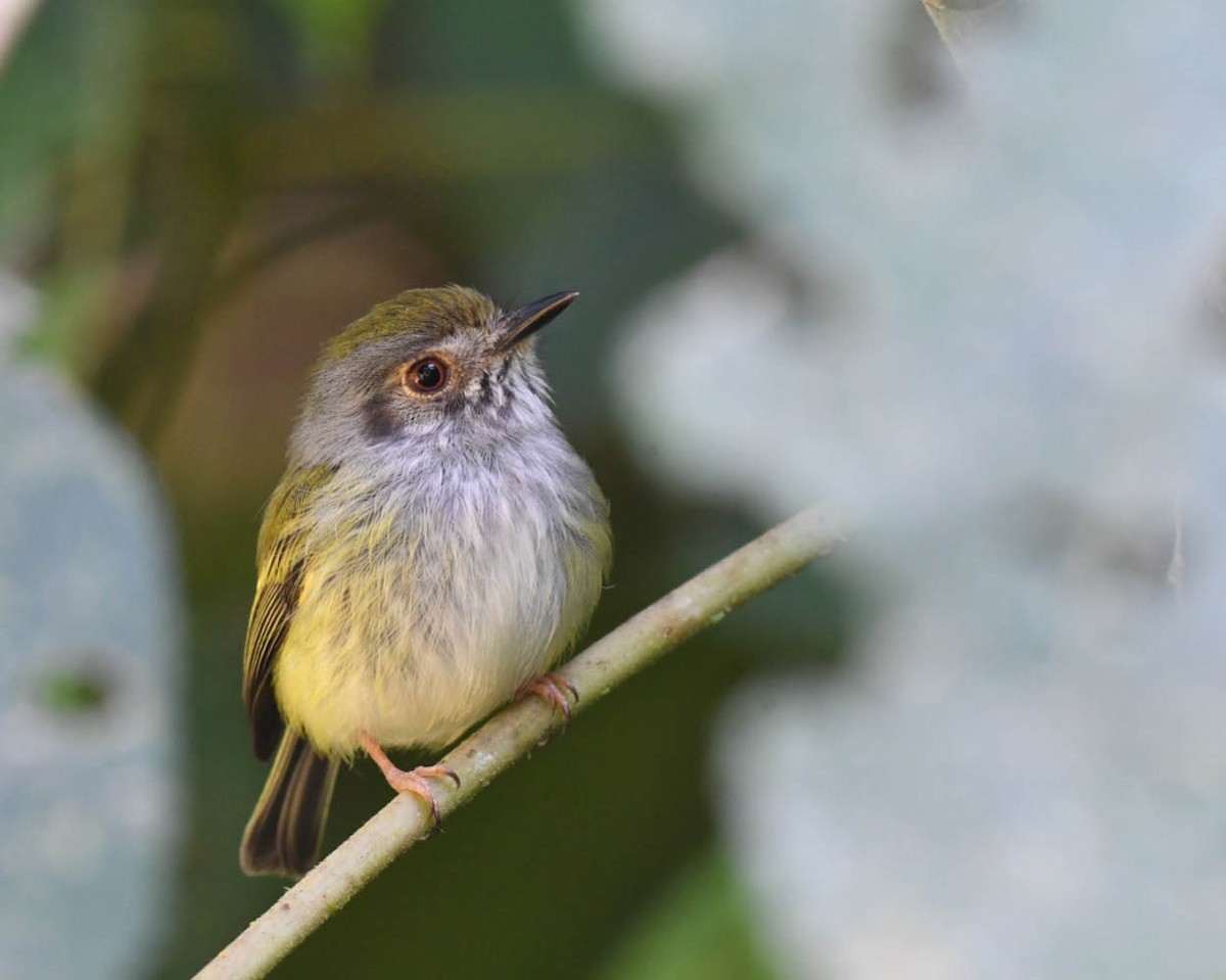 White-bellied Pygmy-Tyrant - ML481379391