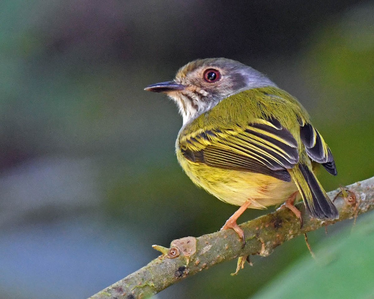 White-bellied Pygmy-Tyrant - ML481379461