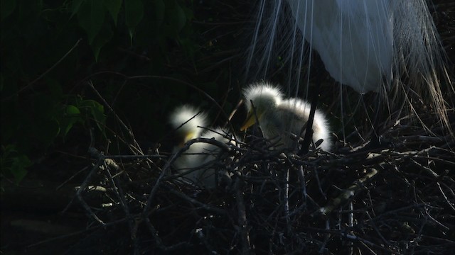 Большая белая цапля (egretta) - ML481380