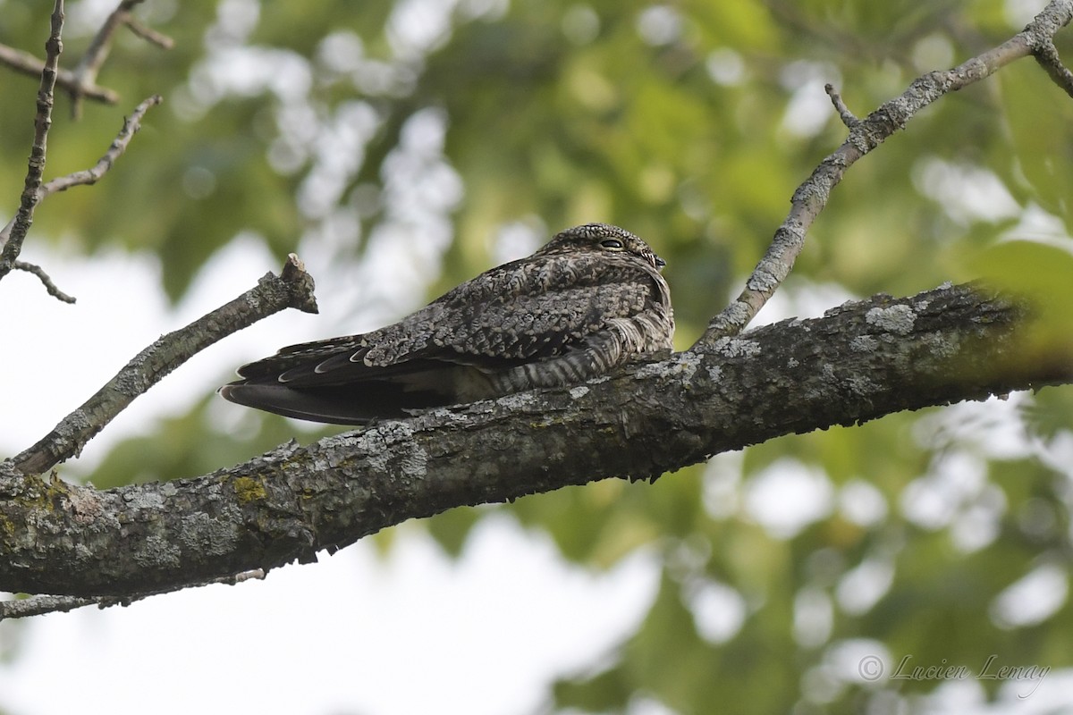 Common Nighthawk - Lucien Lemay