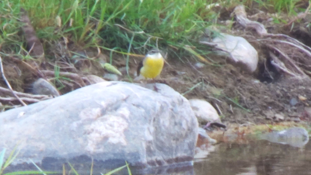 Gray Wagtail - P B