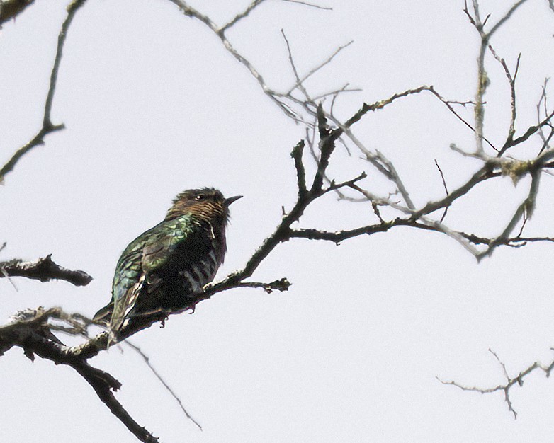 Rufous-throated Bronze-Cuckoo - ML481380601