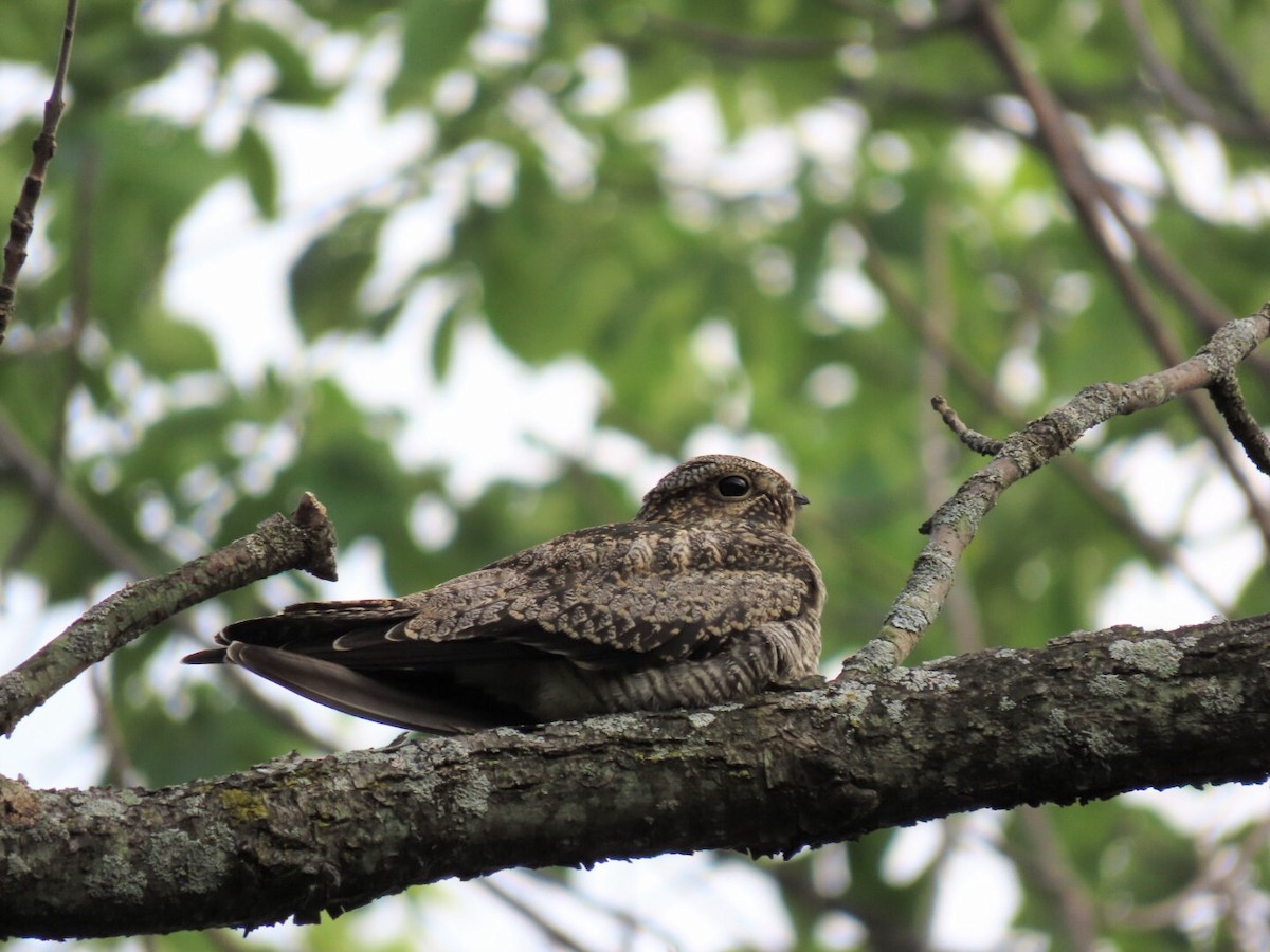 Common Nighthawk - ML481380821