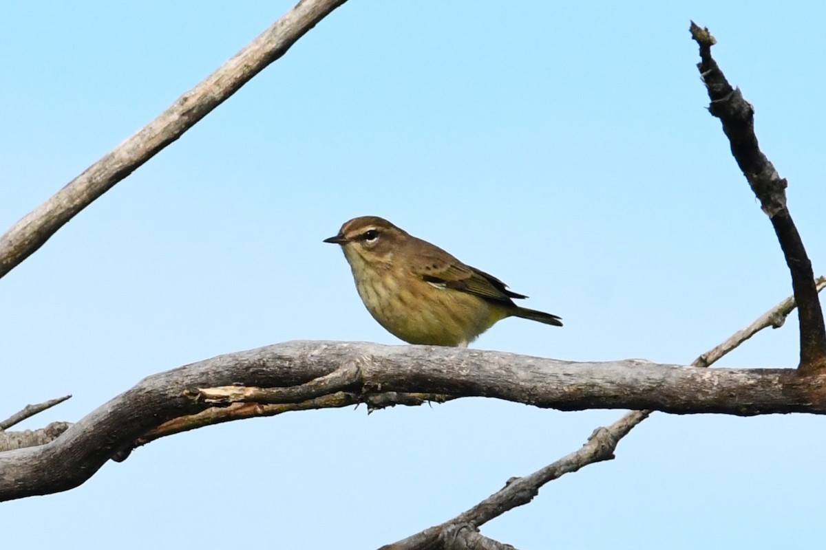Palm Warbler - ML481381131