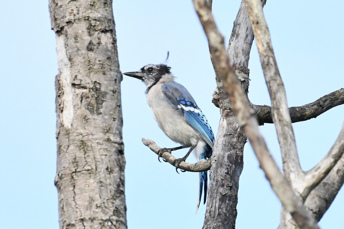 Blue Jay - ML481381271