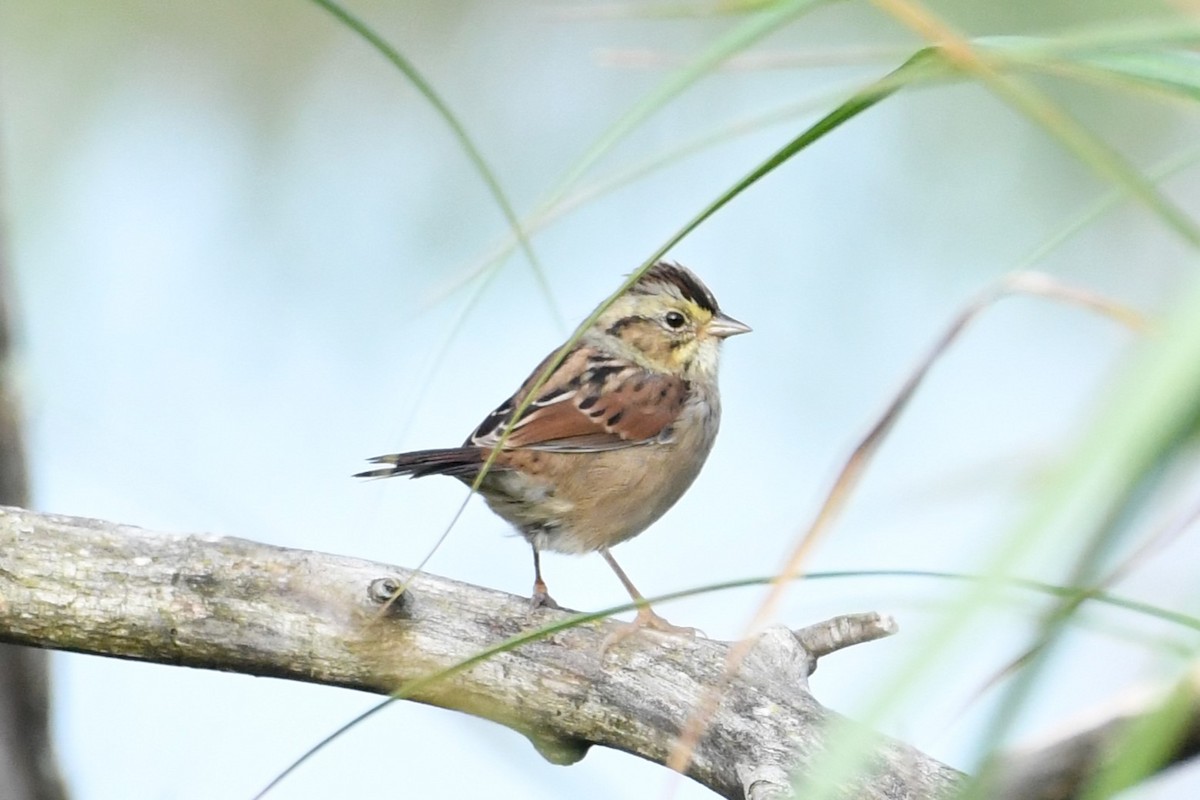 Swamp Sparrow - ML481381421