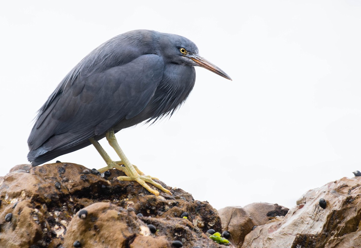 Pacific Reef-Heron - Zebedee Muller