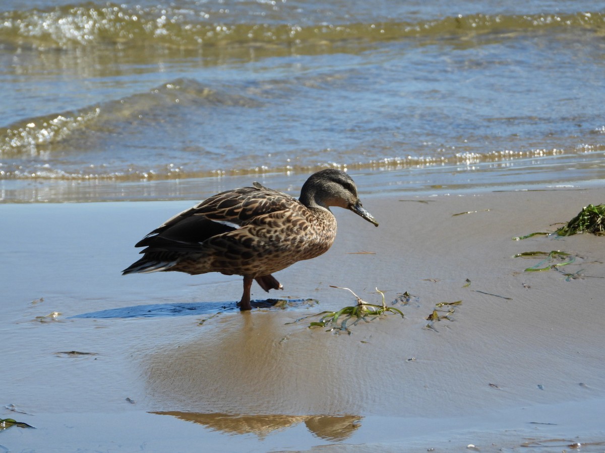 Mallard - Manon Guglia