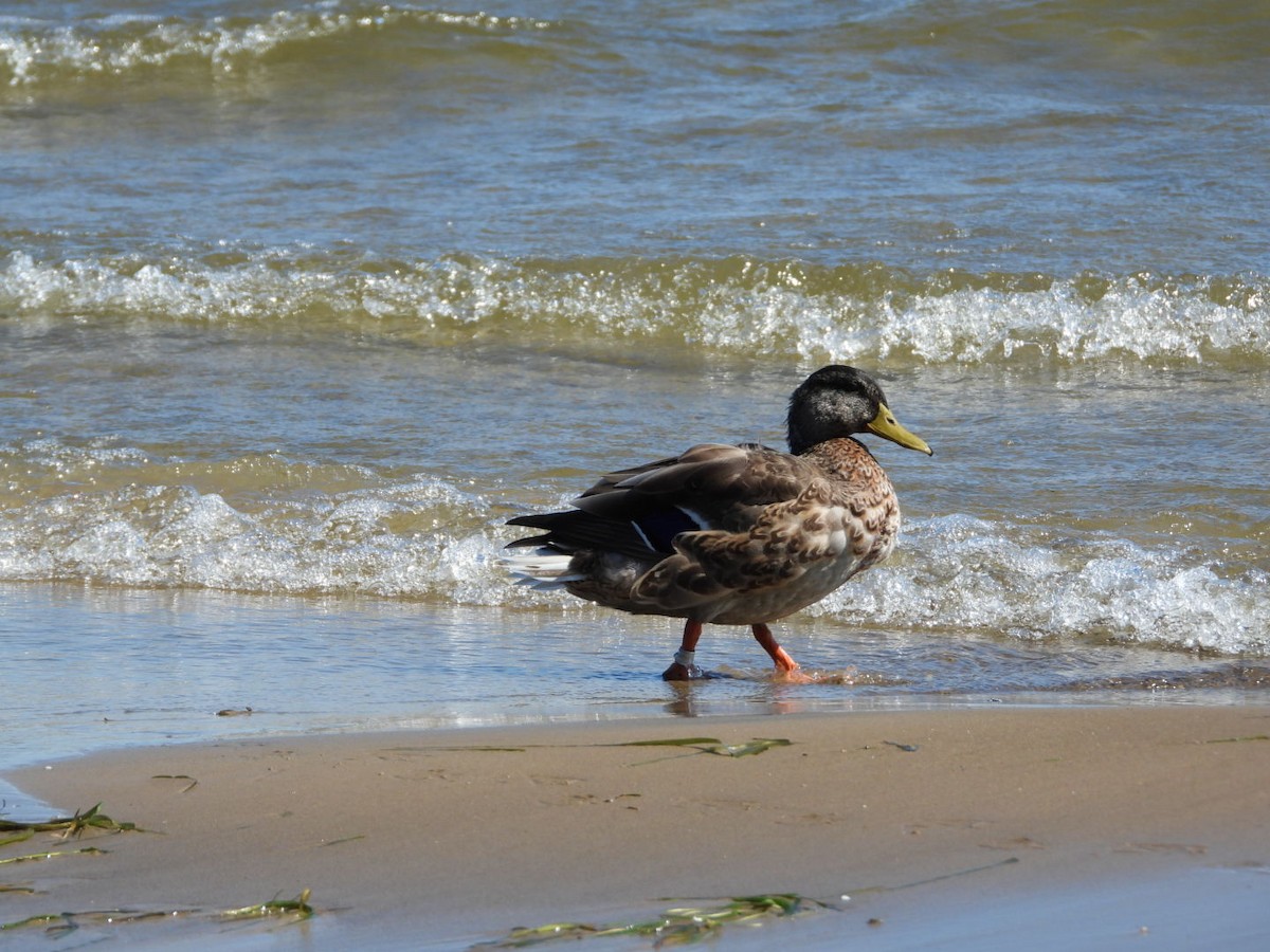 Mallard - Manon Guglia