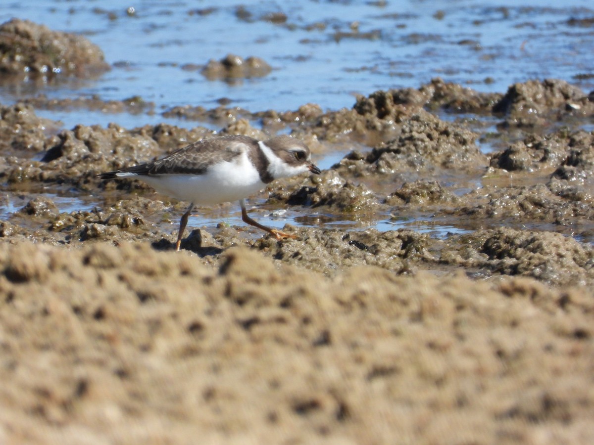 Semipalmated Plover - Manon Guglia