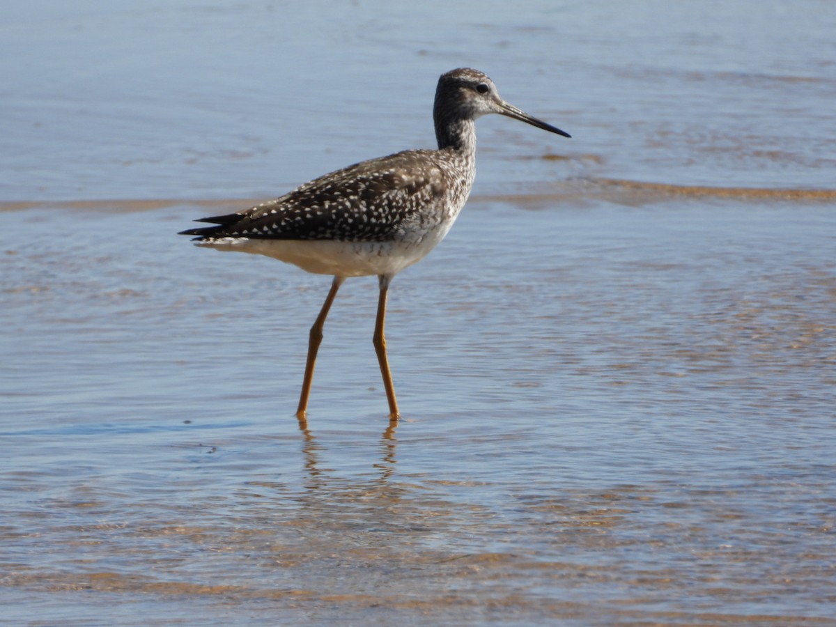 Greater Yellowlegs - ML481383061