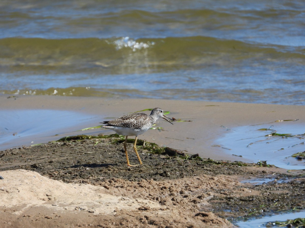 Greater Yellowlegs - Manon Guglia