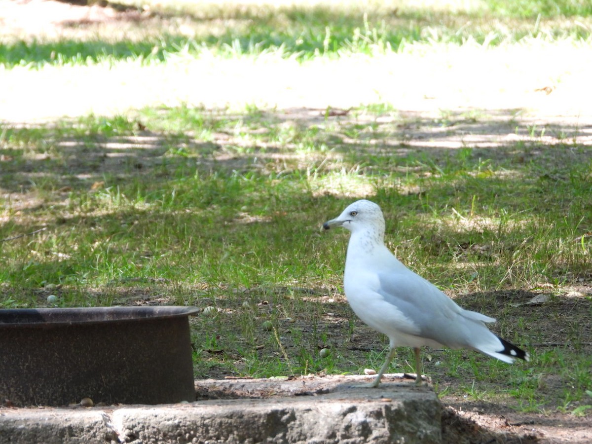 Ring-billed Gull - Manon Guglia