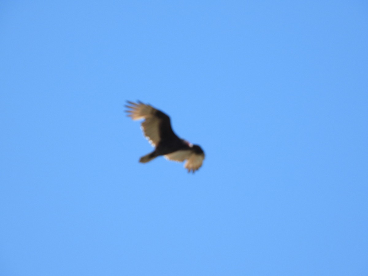 Turkey Vulture - ML481383121