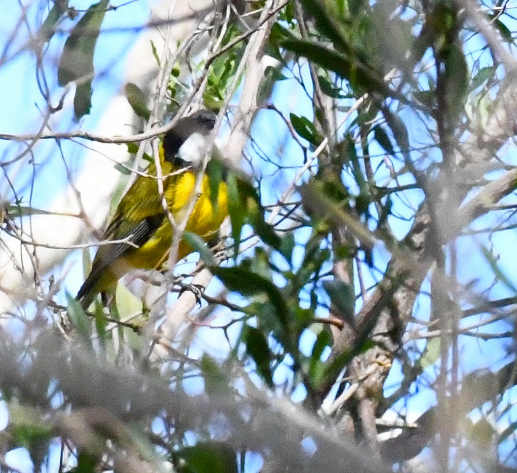 Golden Whistler (Western) - ML481383201