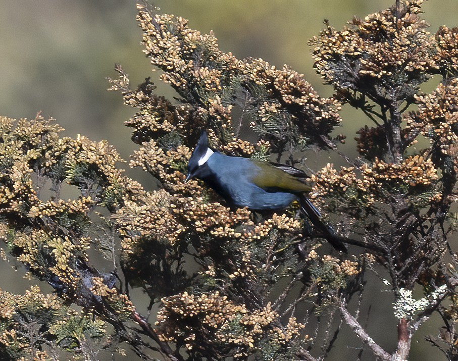 Western Crested Berrypecker - ML481383691