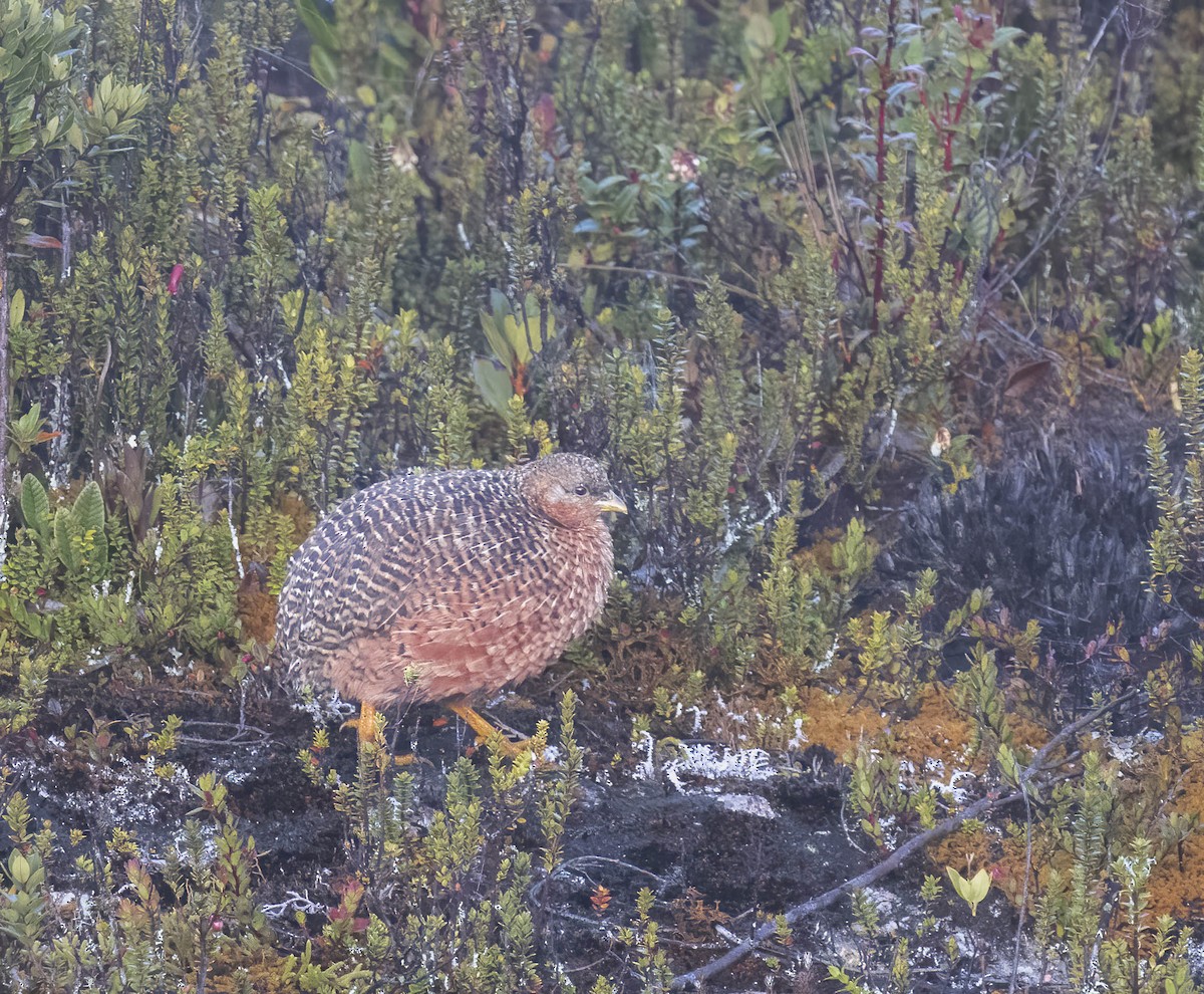 Snow Mountain Quail - ML481383991