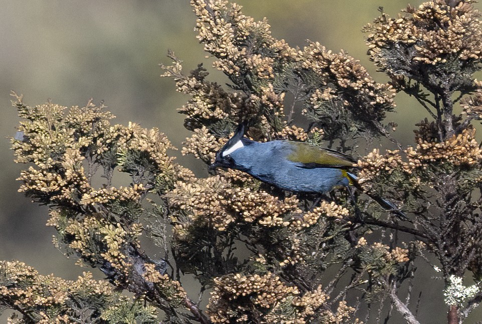 Western Crested Berrypecker - ML481384251