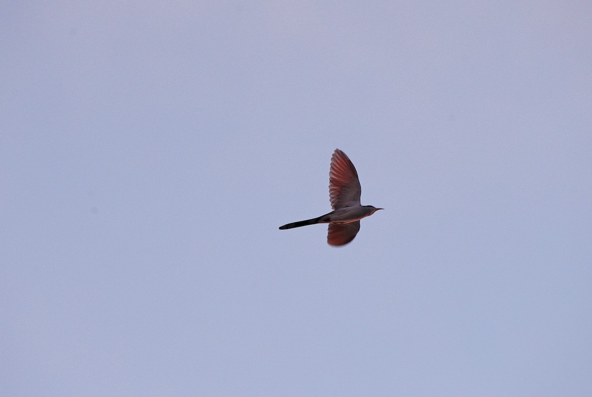 Yellow-billed Cuckoo - Brandon Holden