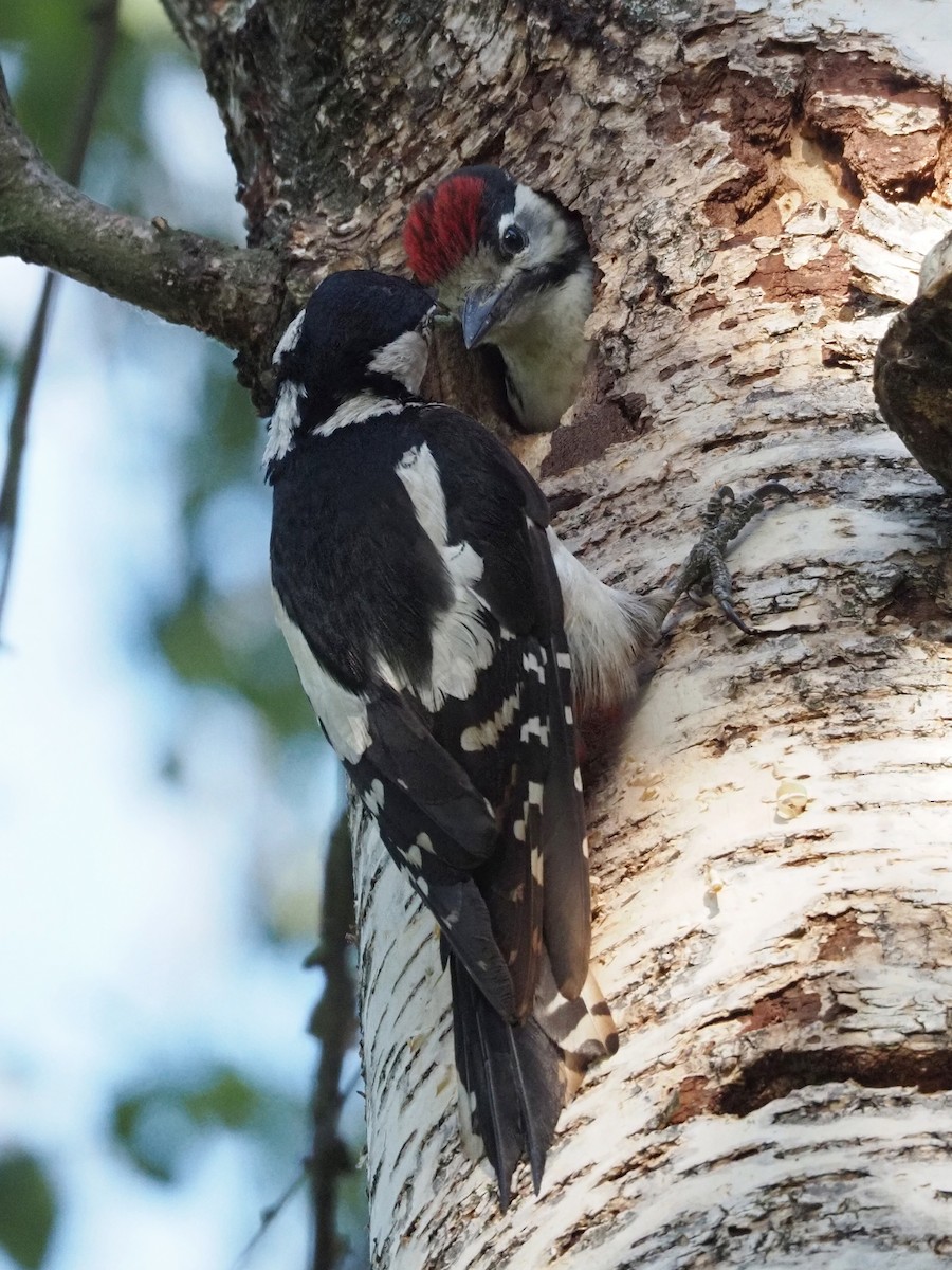 Great Spotted Woodpecker - ML481384961