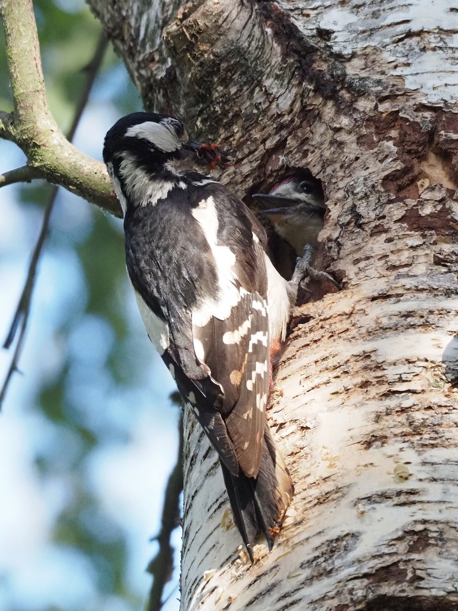 Great Spotted Woodpecker - ML481384971