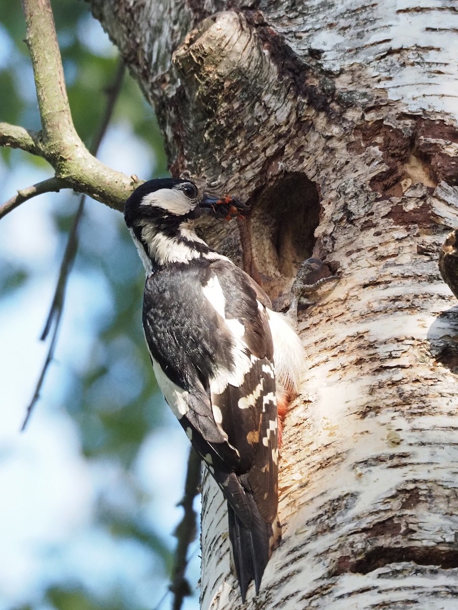 Great Spotted Woodpecker - ML481384981