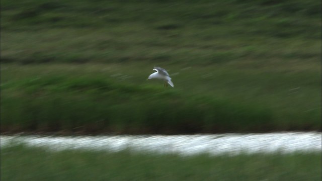 Short-billed Gull - ML481385