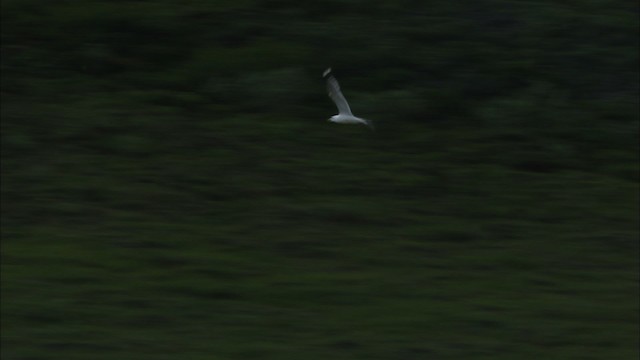 Short-billed Gull - ML481386