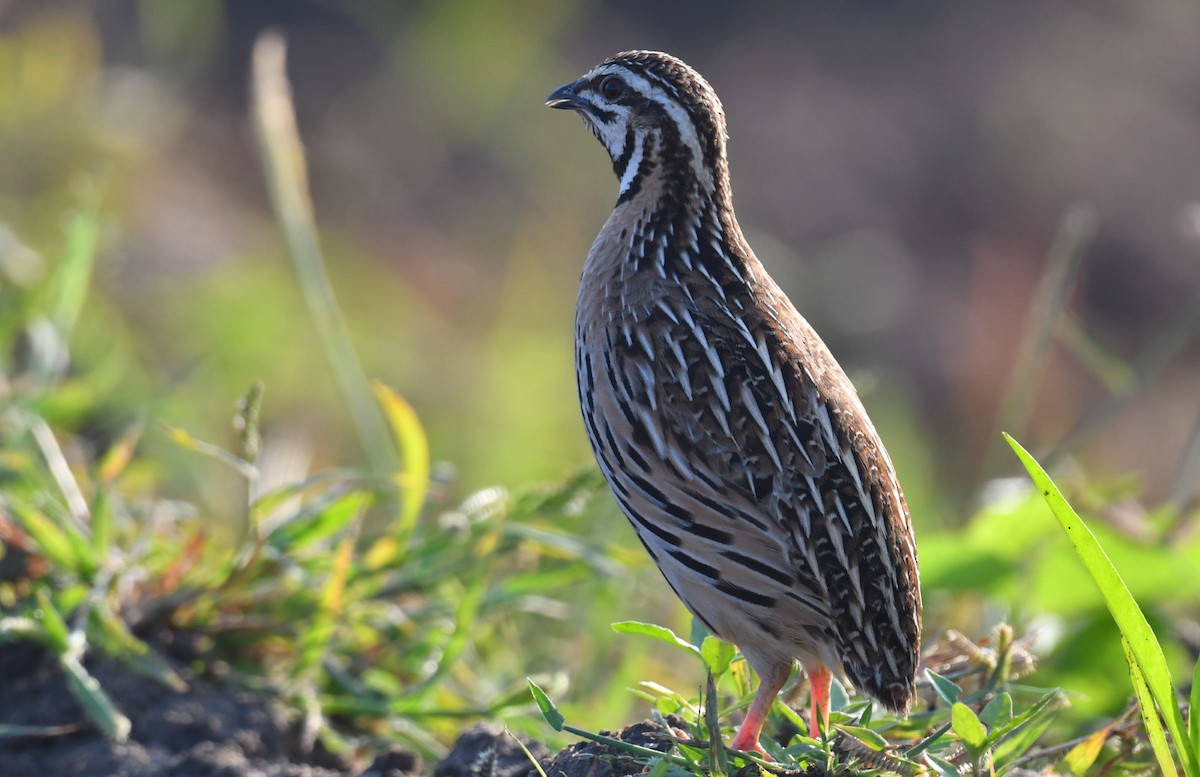 Rain Quail - ML481386191