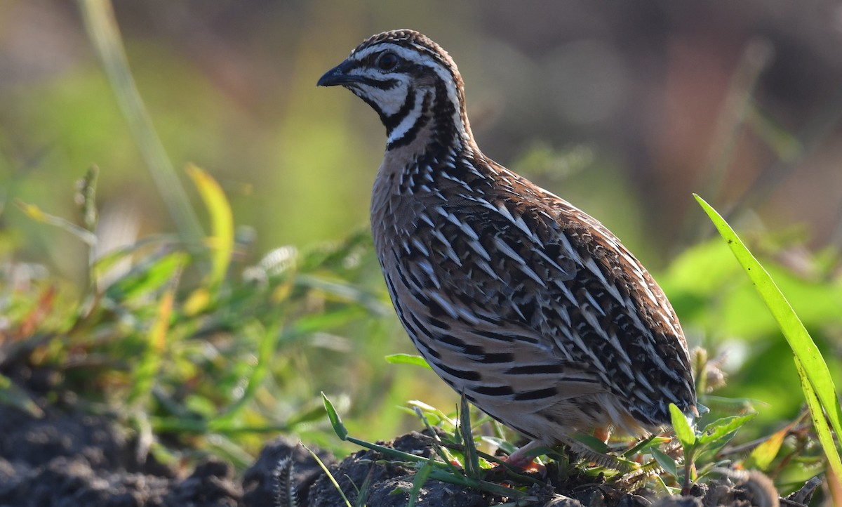 Rain Quail - ML481386221