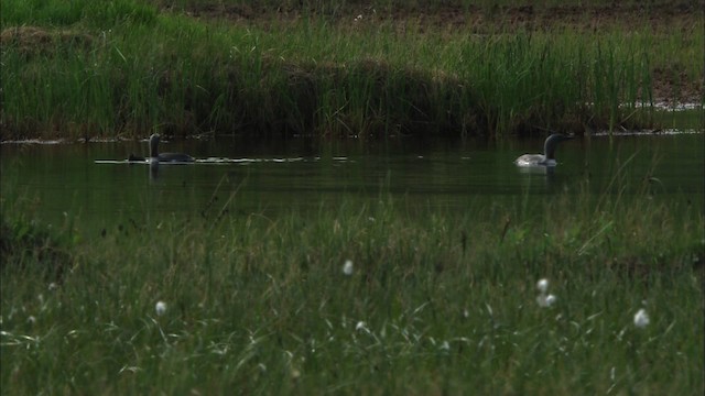 Red-throated Loon - ML481387