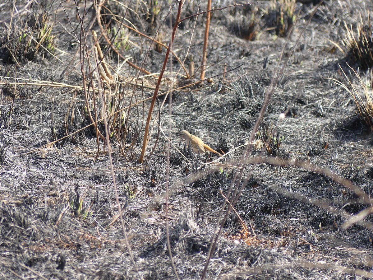Agrobate du Kalahari - ML481387951