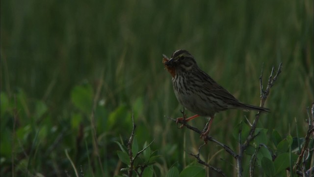 Savannah Sparrow - ML481388