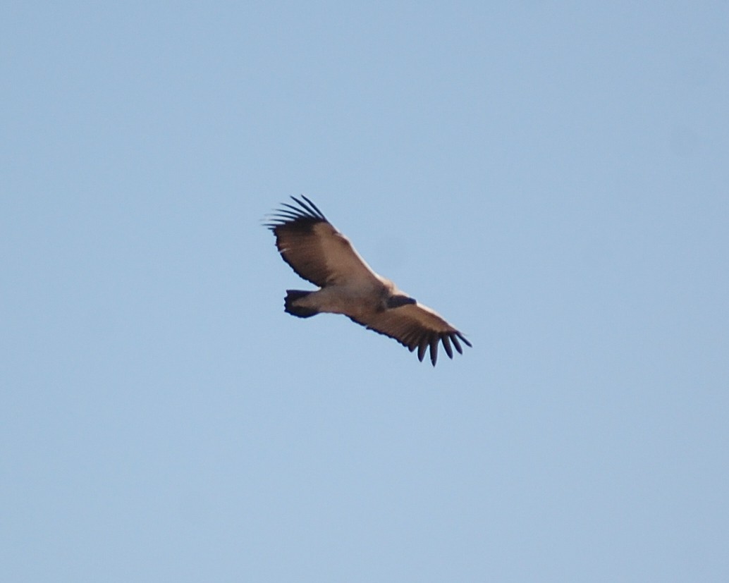 Vautour chassefiente - ML481388131