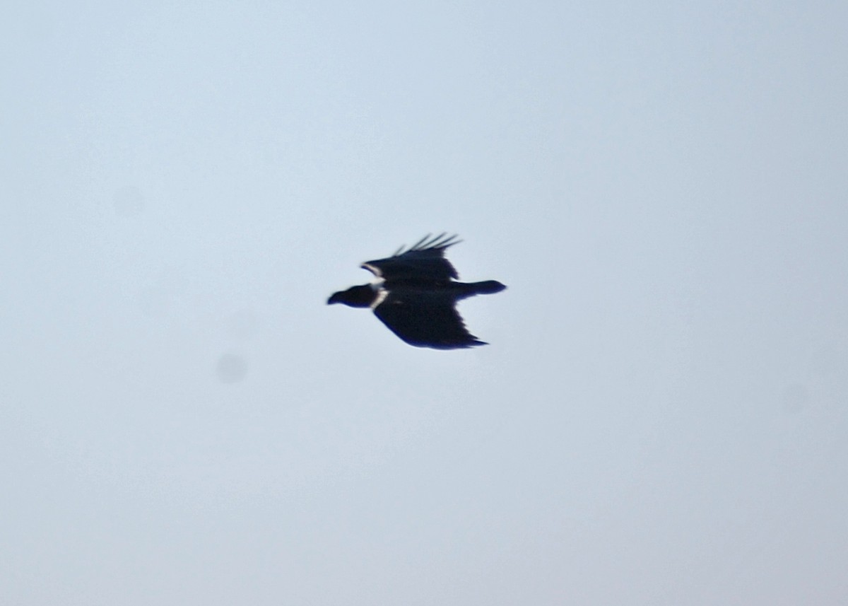 White-necked Raven - ML481388161