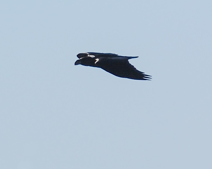 White-necked Raven - David Kirschke