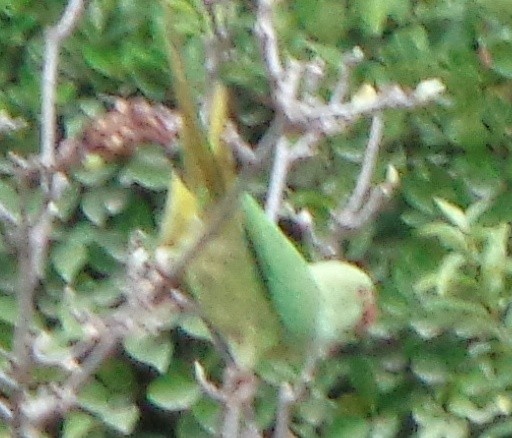 Psittaciformes sp. (Parakeet) - ML481388421