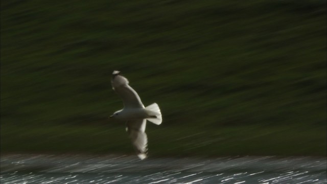 Short-billed Gull - ML481389