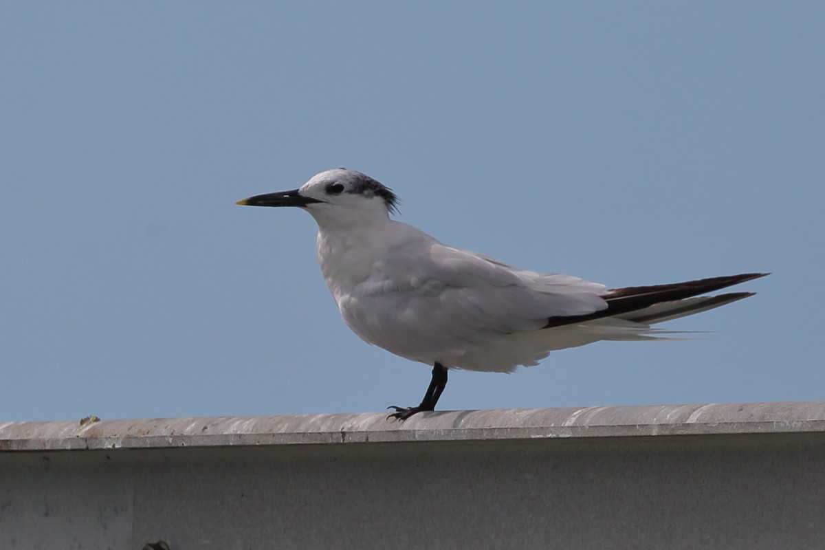 Sandwich Tern - ML481389771