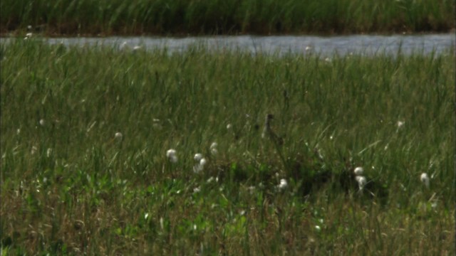 Lesser Yellowlegs - ML481390